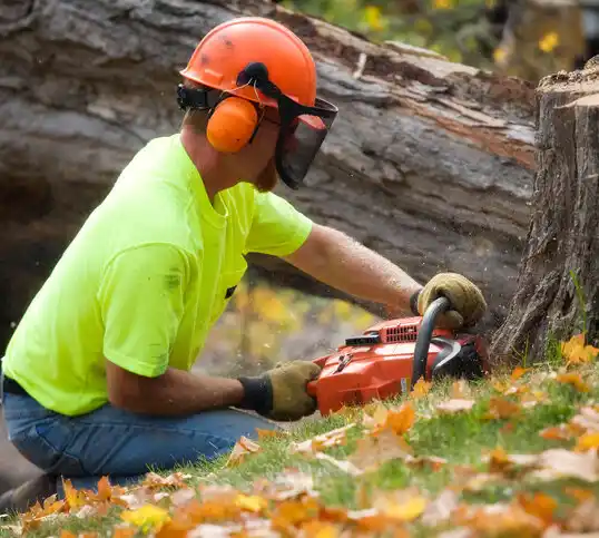 tree services Payne